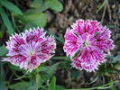 Dianthus chinensis (2009, July 08)