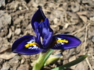 Iris reticulata Harmony (2010, March 20)