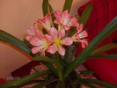 clivia 034