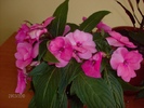 052 impatiens