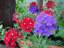 Red & Purple Verbenas (2009, July 10)