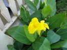 Yellow Canna (2007, August)
