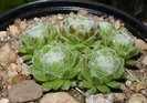 Sempervivum arachnoideum