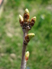 Sour Cherry Tree_Visin (2010, March 27)