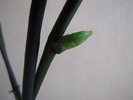 Orhidee - keiki 15 mart 2010 (4)