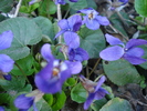 English Violet (2010, March 30)