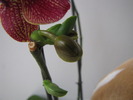 Orhidee - keiki boboc 30 mart 2010 (1)