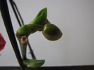 Orhidee - keiki boboc 30 mart 2010 (2)