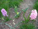 Hyacinths (2009, April 07)