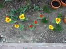 Red & Yellow tulips (2009, April 10)