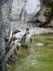 African Penguins (2009, June 27)