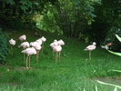 Flamingos (2009, June 27)