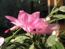 Zygocactus - floare de primavara