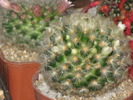 MAMMILLARIA CARMENE "ALBIFLORA"