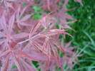 Acer palmatum Bloodgood (2009, Apr.18)