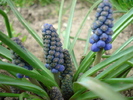 Armenian Grape Hyacinth (2010, April 05)