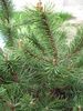 Pinus mugo Laurin (2010, April 15)