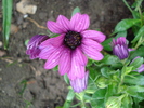 African Daisy Astra Violet (2010, Apr.15)