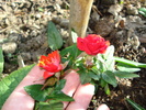 trandafir pitic 17042010