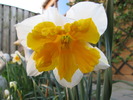 Narcisa Orangery 17 apr 2010
