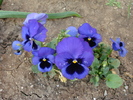 Swiss Giant Blue Pansy (2009, May 10)