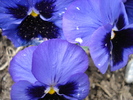 Swiss Giant Blue Pansy (2010, April 11)