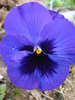 Swiss Giant Blue Pansy (2010, April 13)
