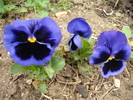 Swiss Giant Blue Pansy (2010, April 17)