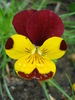 Penny Yellow Jump Up pansy 20apr