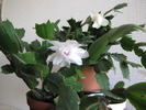 Schlumbergera alba 20 apr 2010