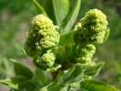 Syringa vulgaris var. Alba (2010, Apr.01)