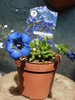 Gentiana acaulis