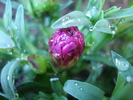 Dianthus x Allwoodii (2010, April 21)