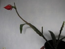 Cactus Epiphyllum - prima floare 21 apr 2010 (1)