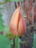 Tulip_Lalea (2010, April 21)