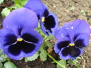 Swiss Giant Blue Pansy (2010, April 25)