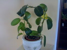 Stephanotis 2010