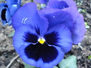 Swiss Giant Blue Pansy (2010, May 01)