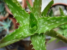 Aloe squarrosa, 22may2009