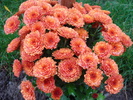 Orange Chrysanthemum (2009, Oct.17)