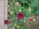 Purple Chrysanthemum (2009, Oct.10)