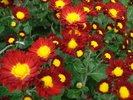 Red & Yellow Chrysanth (2009, Oct.25)