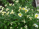 White Chrysanthemum (2009, Oct.25)