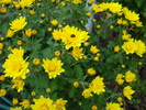 Yellow Chrysanthemum (2009, Oct.25)