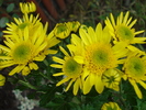Yellow Chrysanthemum (2009, Nov.12)