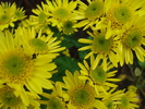 Yellow Chrysanthemum (2009, Nov.12)
