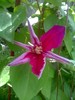 prima clematis