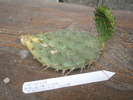 Opuntia macrorhiza de pus la inradacinat