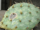 radacini plecate la Opuntia