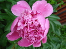 Peony. Bujor (2010, May 15)